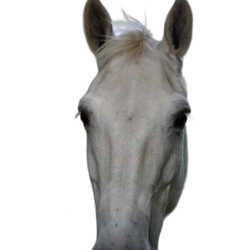 animal, face, staff, hat transparent PNG cut-out
