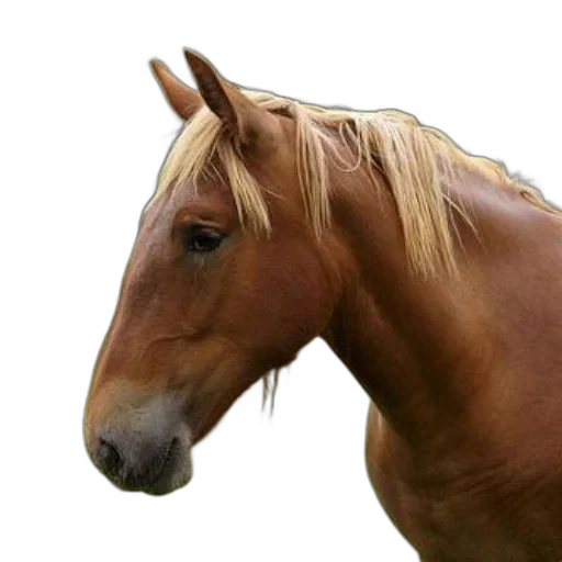 animal, hair, creature, hat transparent PNG cut-out