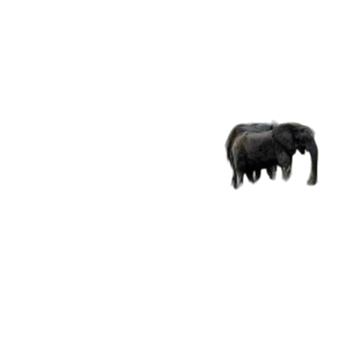 animal, creature, hair, furniture, pixel art, 3d render, photorealistic, concept art transparent PNG cut-out