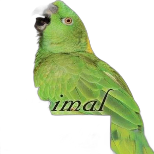animal, jewelry, staff, hat, photorealistic, 3d render, vaporwave, pixel art transparent PNG cut-out