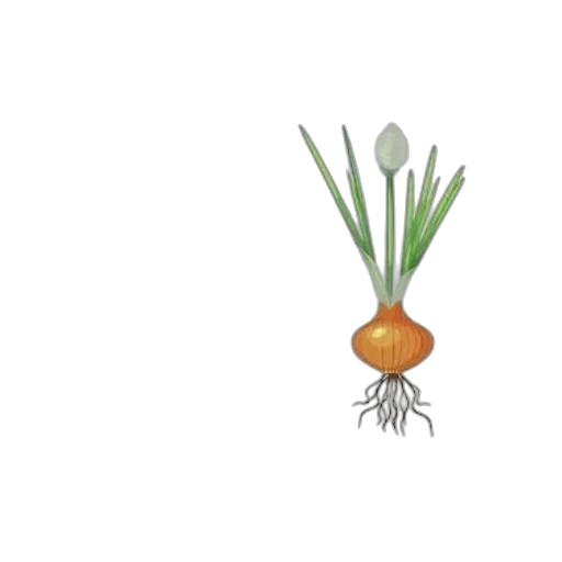 food, crown, flower, hair, pixel art, 3d render, photorealistic, concept art transparent PNG cut-out
