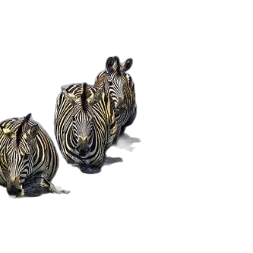 jewelry, animal, crown, shoes, 3d render, photorealistic, concept art, four transparent PNG cut-out