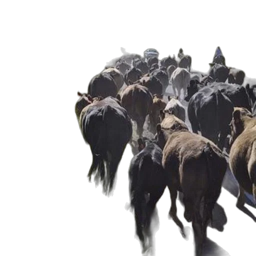 animal, hair, concept art, herd, cattle, walks, along, dusty transparent PNG cut-out