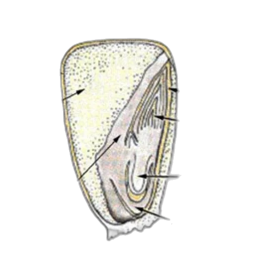 jewelry, crown, mask, face, concept art, 3d render, diagram, corn transparent PNG cut-out
