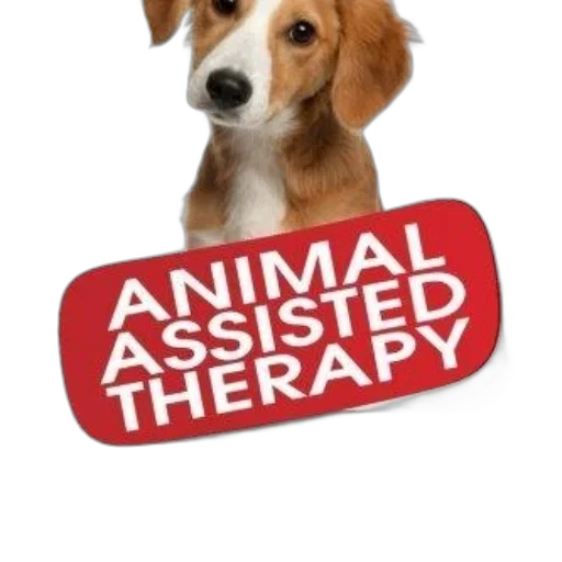 animal, image, features, dog transparent PNG cut-out