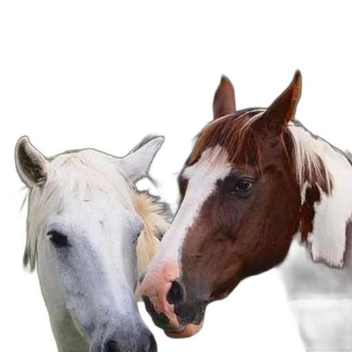 animal, hat, mask, photorealistic, 3d render, two, horses, one transparent PNG cut-out