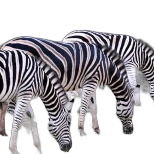 animal, creature, furniture, 3d render, photorealistic, concept art, monochrome, three transparent PNG cut-out