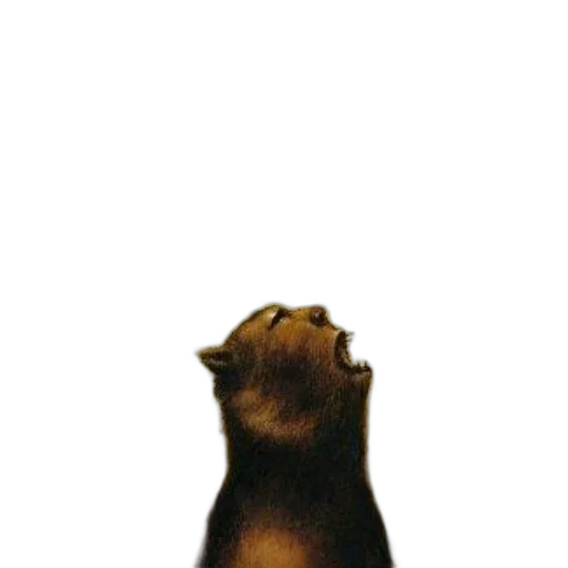 animal, staff, creature, hair, photorealistic, 3d render, concept art, cover transparent PNG cut-out