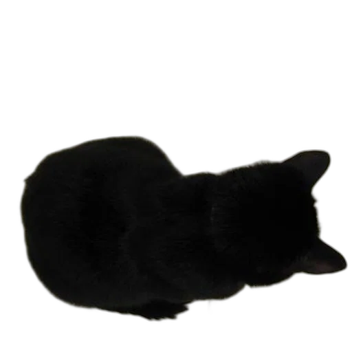 hat, animal, staff, hair, photorealistic, 3d render, black, cat transparent PNG cut-out