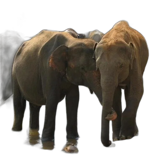 animal, concept art, photorealistic, 3d render, fog, elephants, water, hole transparent PNG cut-out