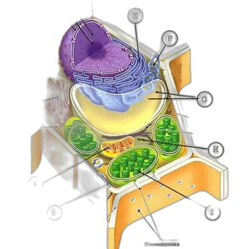 jewelry, crown, food, robot, concept art, detailed, diagram, animal transparent PNG cut-out