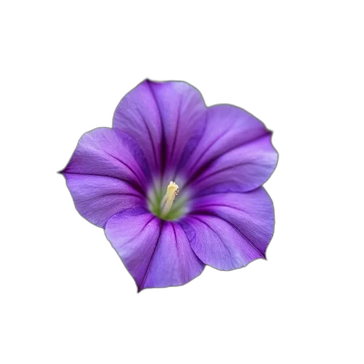flower, crown, jewelry, hat transparent PNG cut-out