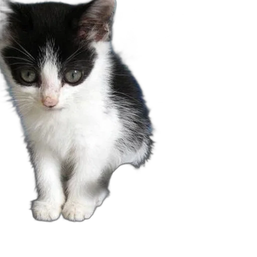 animal, staff, creature, weapon, photorealistic, 3d render, black, white transparent PNG cut-out