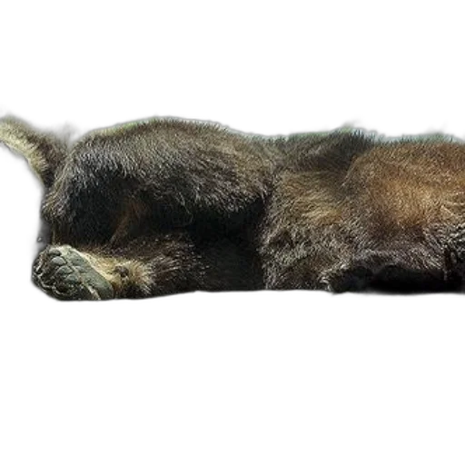 animal, staff, hair, creature, photorealistic, 3d render, brown, bear transparent PNG cut-out
