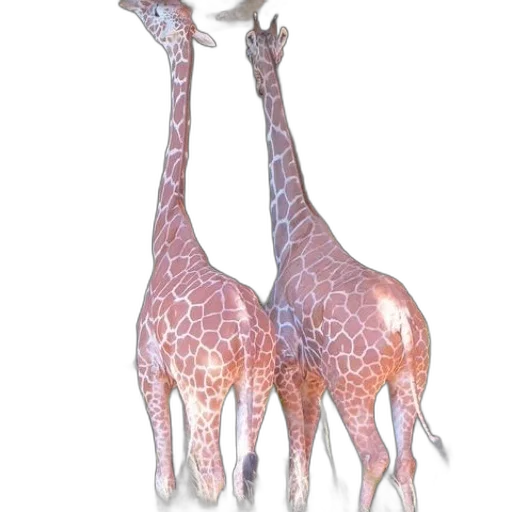 animal, creature, staff, crown transparent PNG cut-out