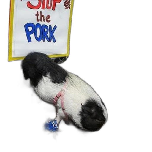 animal, staff, food, small, black, white, pig, sits transparent PNG cut-out