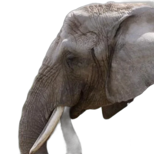 animal, creature, mask, hat, photorealistic, 3d render, concept art, majestic transparent PNG cut-out