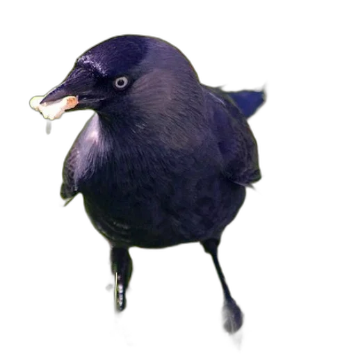animal, creature, staff, food, 3d render, photorealistic, concept art, vaporwave transparent PNG cut-out