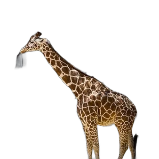 animal, creature, staff, weapon, 3d render, concept art, photorealistic, pixel art transparent PNG cut-out