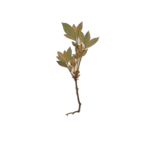 tree, staff, crown, hair, 3d render, concept art, photorealistic, pixel art transparent PNG cut-out