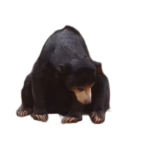 animal, creature, staff, jacket transparent PNG cut-out
