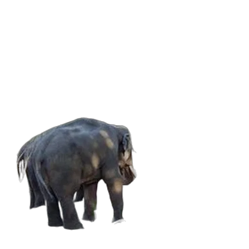 animal, creature, staff, weapon, 3d render, concept art, photorealistic, pixel art transparent PNG cut-out