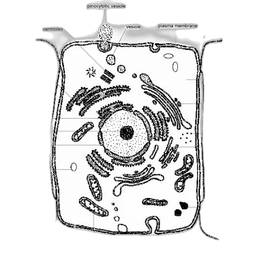 jewelry, bottle, robot, jacket, concept art, underwater, outer space, detailed transparent PNG cut-out