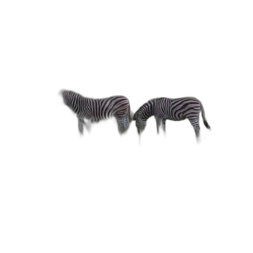 furniture, animal, hair, creature, 3d render, photorealistic, two, zebras transparent PNG cut-out