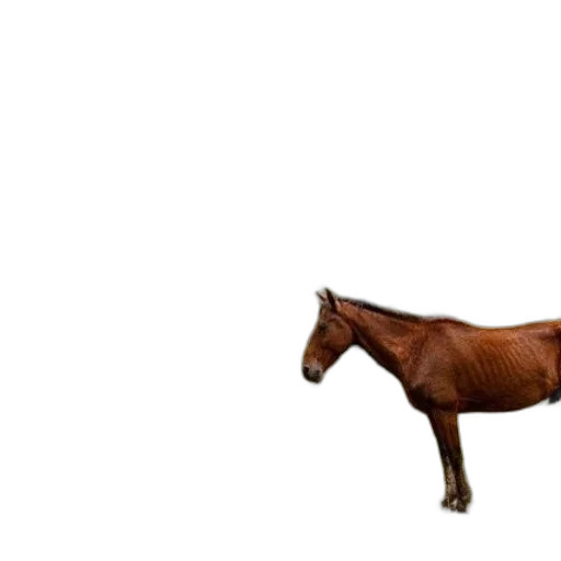animal, creature, hair, hat, photorealistic, 3d render, concept art, pixel art transparent PNG cut-out