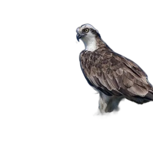 animal, jacket, creature, staff, 3d render, photorealistic, majestic, osprey transparent PNG cut-out