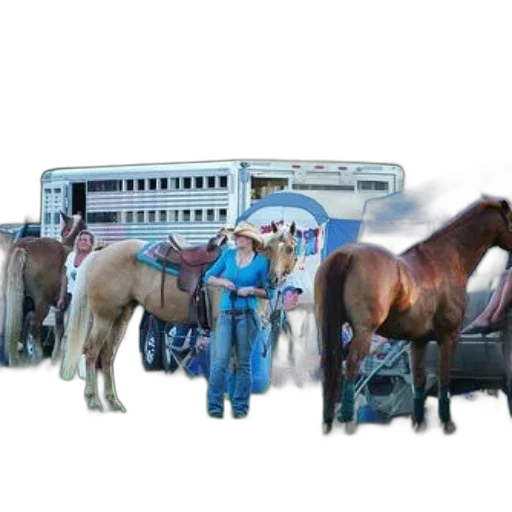 animal, woman, blue, shirt, stands, next, brown, horse transparent PNG cut-out
