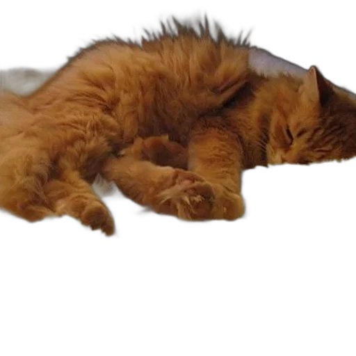 staff, animal, creature, furniture transparent PNG cut-out