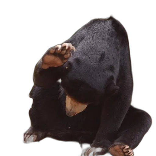 animal, mask, creature, jacket, concept art, 3d render, photorealistic, black transparent PNG cut-out