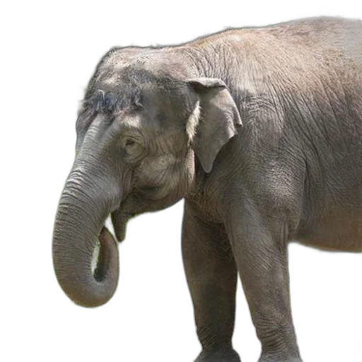 animal, creature, staff, photorealistic, 3d render, concept art, majestic, elephant transparent PNG cut-out
