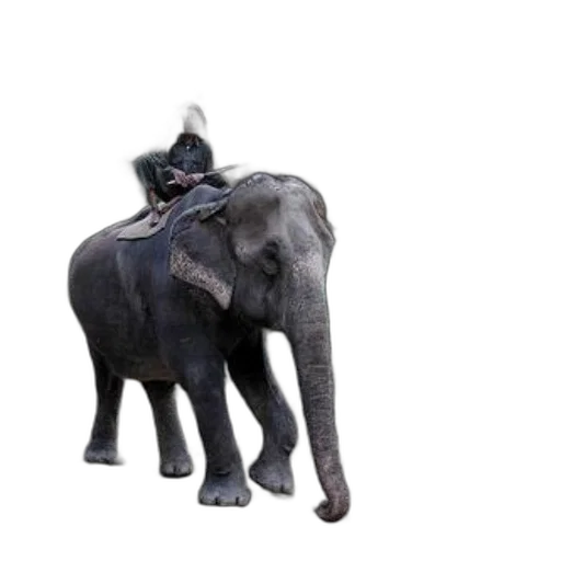 animal, hat, creature, staff, 3d render, concept art, photorealistic, person transparent PNG cut-out