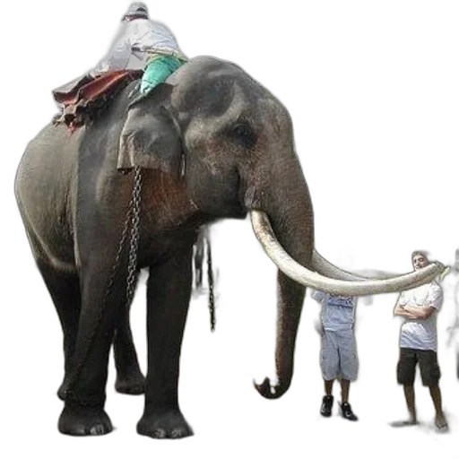 animal, staff, hat, creature, concept art, person, rides, elephant transparent PNG cut-out