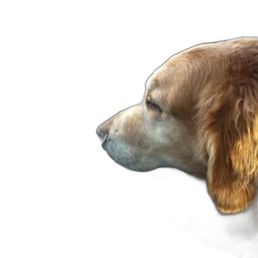 animal, photorealistic, watercolor, concept art, 3d render, golden, retriever, sticks transparent PNG cut-out