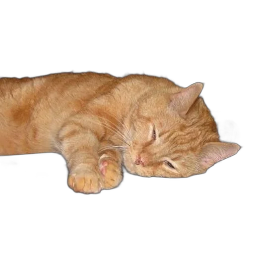 staff, animal, creature, jewelry, photorealistic, 3d render, ginger, cat transparent PNG cut-out