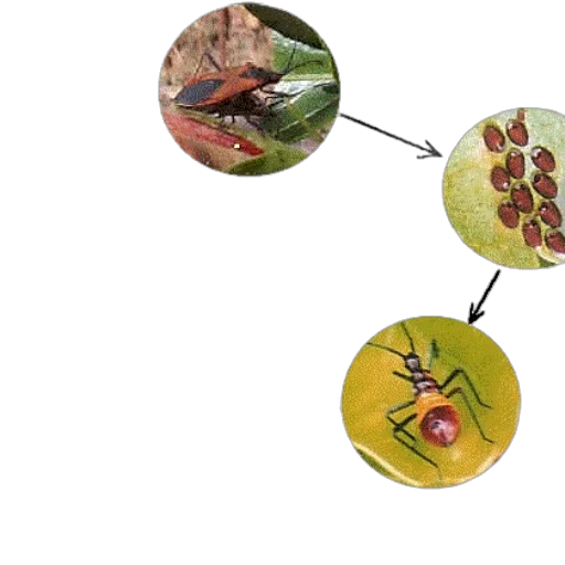 food, jewelry, 3d render, diagram, illustrating, life, cycle, insect transparent PNG cut-out
