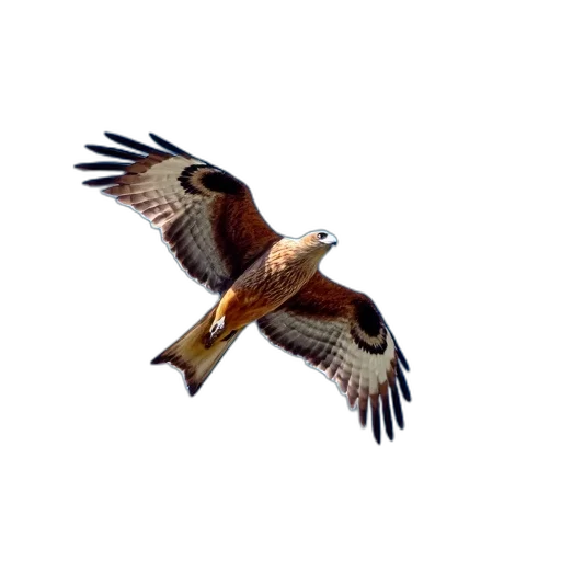 animal, staff, creature, jacket, photorealistic, 3d render, pixel art, brown transparent PNG cut-out