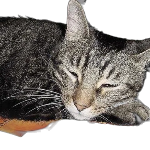 animal, staff, creature, hat transparent PNG cut-out