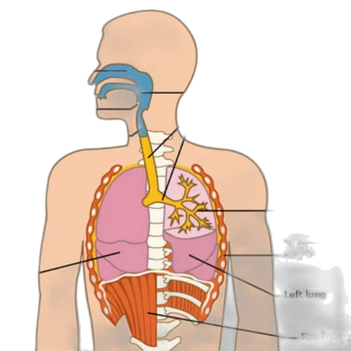 jewelry, anatomical, diagram, human, respiratory, system, highlighting, key transparent PNG cut-out