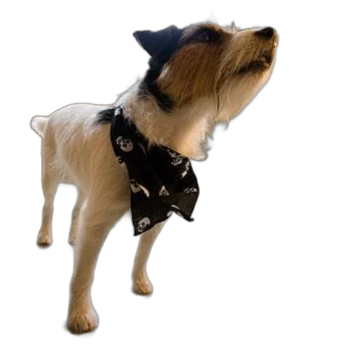 staff, animal, hat, small transparent PNG cut-out