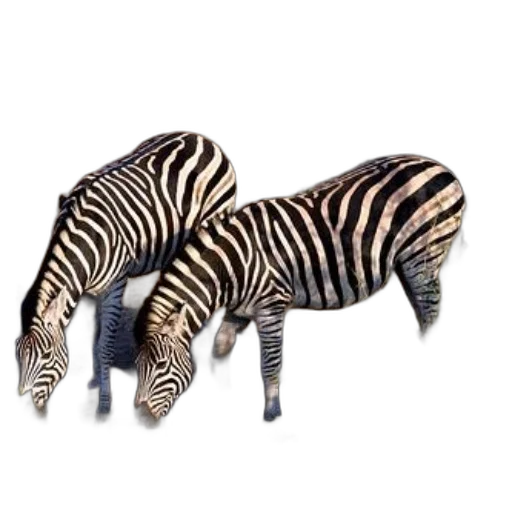 animal, furniture, shoes, creature, 3d render, concept art, photorealistic, monochrome transparent PNG cut-out