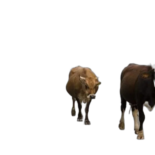 animal, concept art, 3d render, photorealistic, two, cows, walk, down transparent PNG cut-out