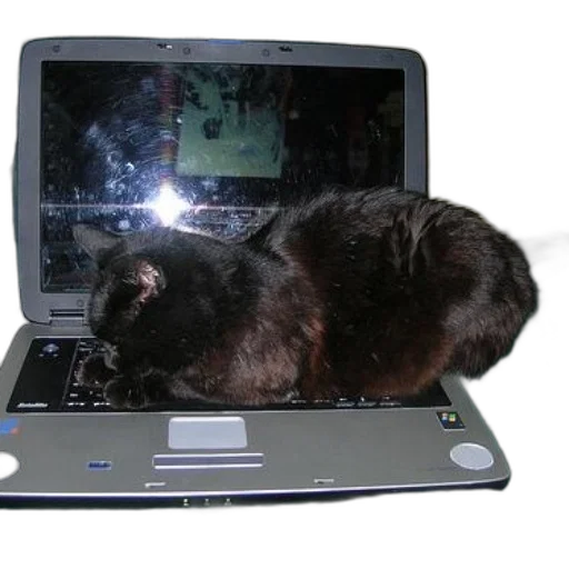 animal, staff, creature, robot, cyberpunk, outer space, black, cat transparent PNG cut-out
