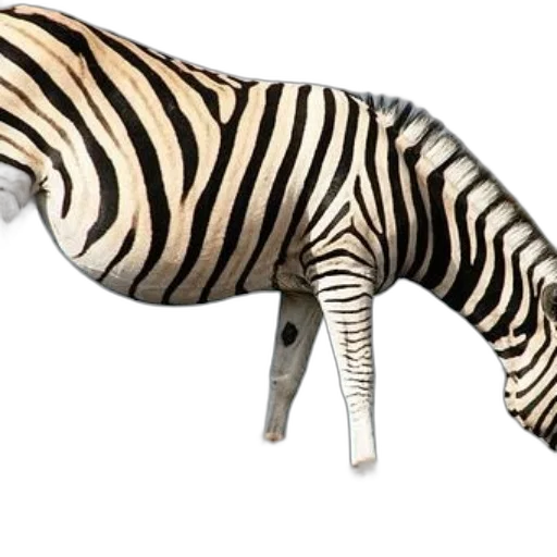 animal, staff, shoes, weapon, 3d render, concept art, photorealistic, zebra transparent PNG cut-out