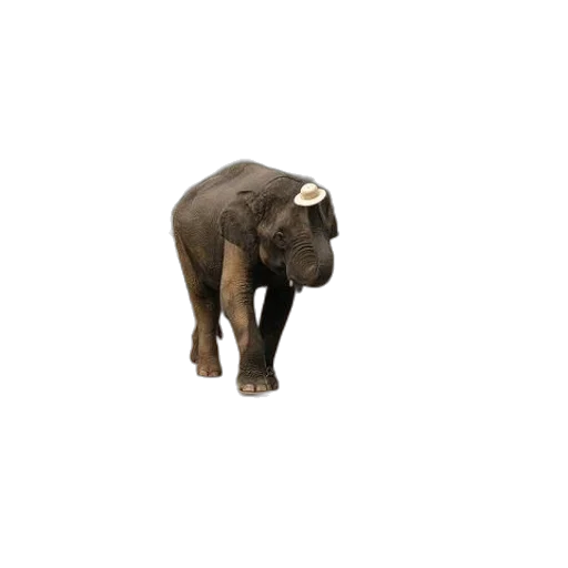 animal, creature, staff, hat, 3d render, concept art, photorealistic, pixel art transparent PNG cut-out