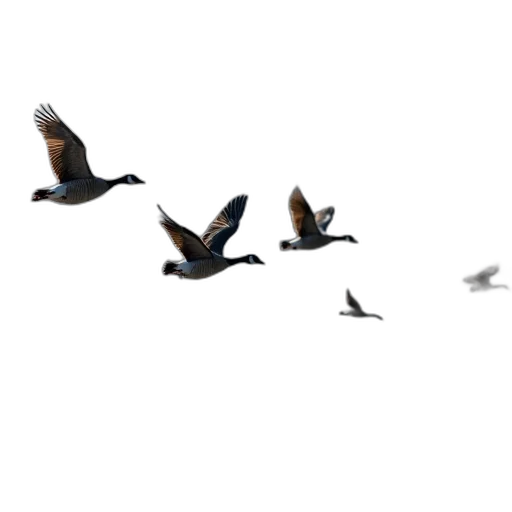 animal, 3d render, concept art, photorealistic, fog, group, geese, flying transparent PNG cut-out