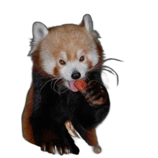 animal, creature, staff, food, photorealistic, 3d render, concept art, red transparent PNG cut-out